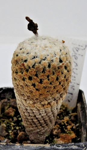 Cactus pelecyphora - -,