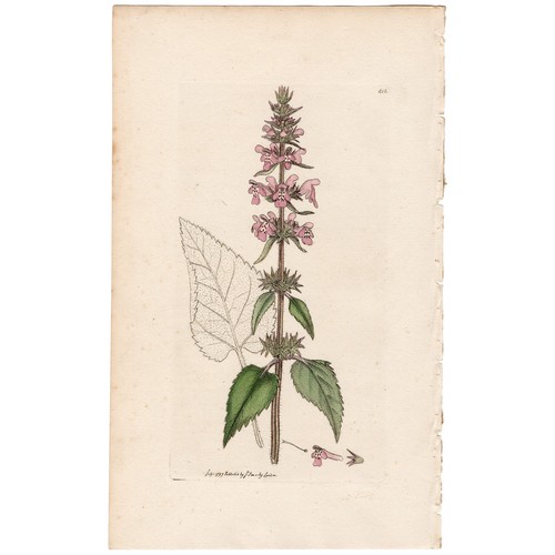 Antica botanica inglese 1797