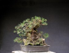 Bonsai di Pino resistente