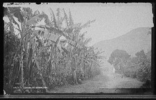 Orizaba palma banana - orizaba,,