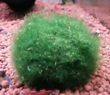 Marimo / Cladophora / Cladophore / Cladofora 2-3 cm 1, 2, 5 o 10 pezzi