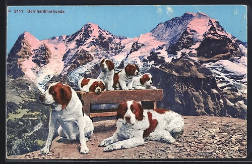 San bernardo montagna - san,