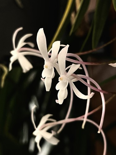 Neofinetia falcata profumo