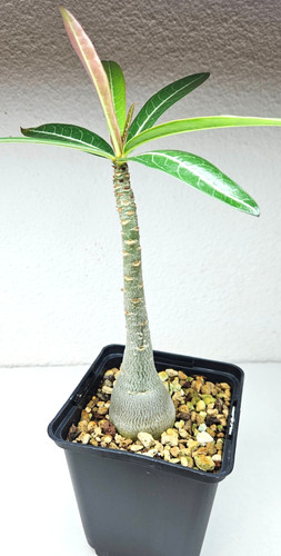 Adenium somalense tanzania - adenium,