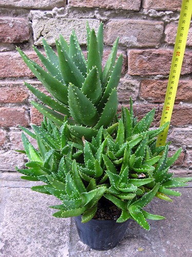 Aloe mitriformis caespitosa - , 35