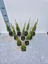 Piante cipresso totem - 10,
