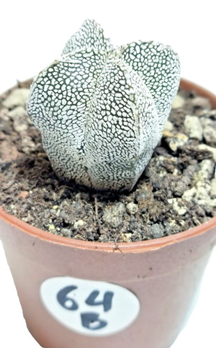 Astrophytum onzuka ø5 - astrophytum, cm