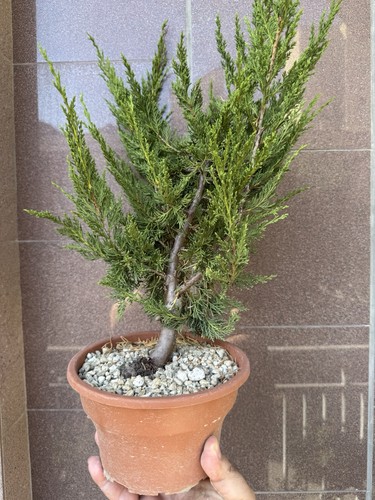 Itoigawa ginepro bonsai di - itoigawa,