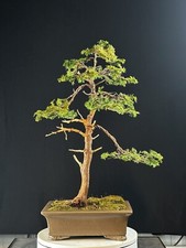 Hinoki Cypress Bonsai var