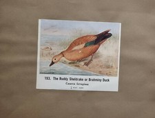 Comune Indiano Uccelli Double