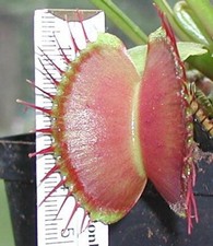 10 semi Dionaea forma gigante