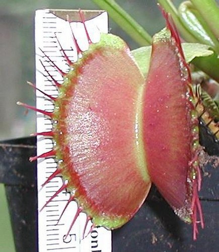 Semi dionaea forma gigante - 10,