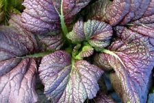 2000 semi di senape rossa