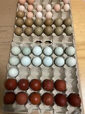 Uova fertili, Feconde 40x MARANS ARAUCANA OLIVER  BRAHMA AMROCK ALTA SELEZIONE