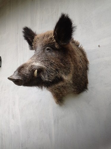Big boar masc - big,