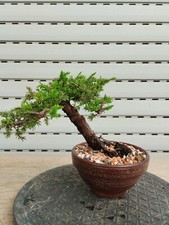 Bonsai di Ginepro