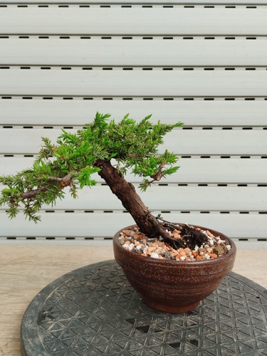 Bonsai ginepro - di,