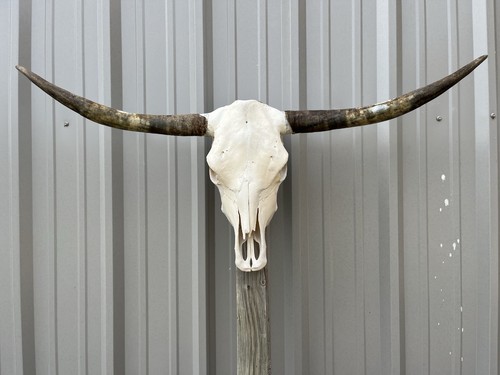 Teschio manzo longhorn - teschio,