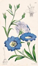 Nolana (§ Sorema) Lanceolata