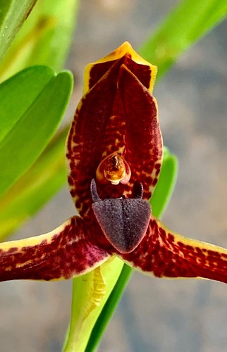 Maxillaria cuculata super - cuculata, red