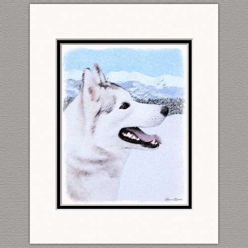 Siberian husky dog argento - siberian, e