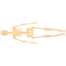  Modello di scheletro Modello di corpo umano Scheletro anatomico Action Figure