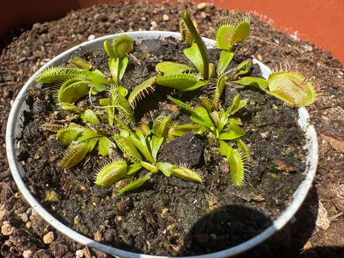 Dionaea muscipula pianta - /,