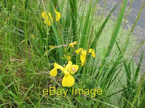 Photo 6x4 yellow flag - photo, iris