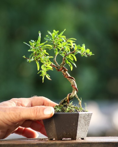 Prebonsai melograno - prebonsai,