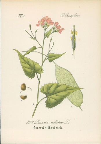 Chromolithographie dauernde - chromolithographie, :