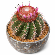 Melocactus disciformis hu132 - disciformis,
