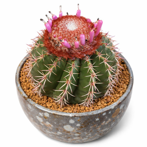 Melocactus disciformis hu132 - melocactus,