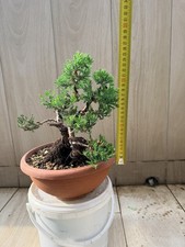 PRE BONSAI  DI GINEPRO 