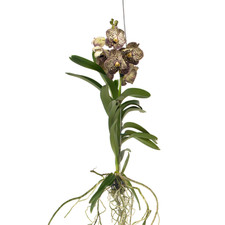 Orchidea Vanda Vanda 'Ocelot