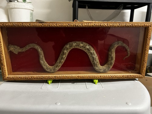 Quadro con vero serpente - quadro,