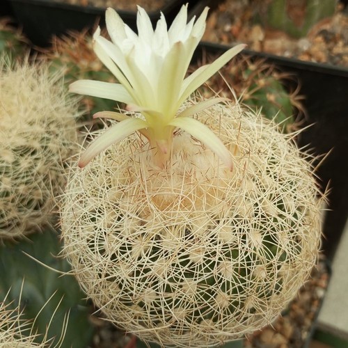 Discocactus araneispinus hu440 - discocactus,