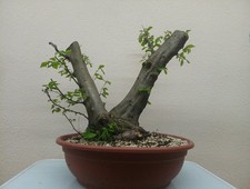 BONSAI XXL CARPINO