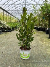 Alloro di Grottammare Laurus nobilis pianta aromatica vaso ø14 cm h. 20/40 cm
