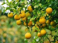 Pianta poncirus trifoliata h 10 15 cm in vaso 14 citrus agrumi