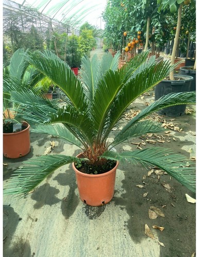 Pianta cycas revoluta - cycas, in