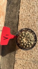 7-8 cm Thelocactus bicolore