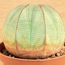 Euphorbia obesa ,  pot 10 cm