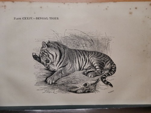 1860 tiger illustrazione - 1860,