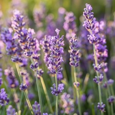 Lavender Seeds, English