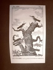 Colibri e Uccello mosca