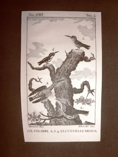 Colibri uccello mosca - colibri,