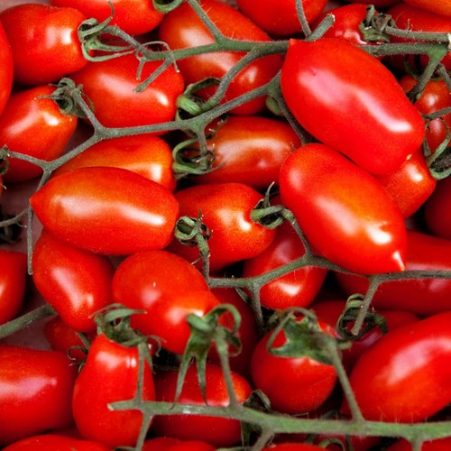 Pomodoro rio grande numero - grande,