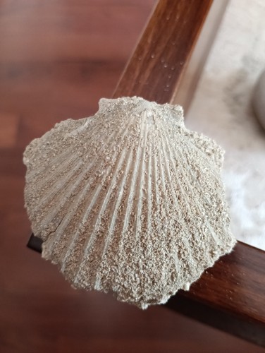 Fossili conchiglie pecten - di,