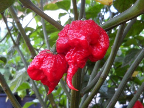 Semillas carolina reaper - semillas,