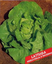  1000 SEMI DI LATTUGA  MERAVIGLIA D' INVERNO -  ORTAGGI INSALATA SEMENTI